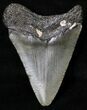 Juvenile Megalodon Tooth - South Carolina #18486-2